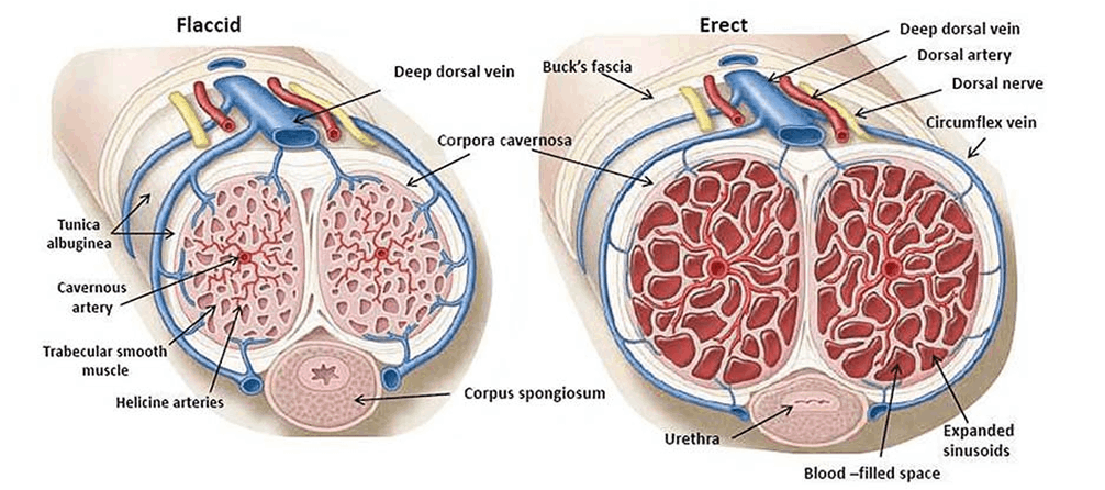 Organ-image